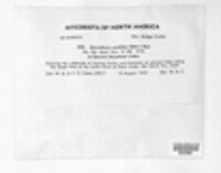 Dendrothele candida image